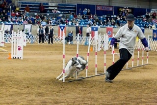 Dr. Tracy Golden and her border collie competing in agility